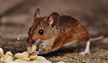 24 Hour & Emergency Exterminators in Rouseville, PA